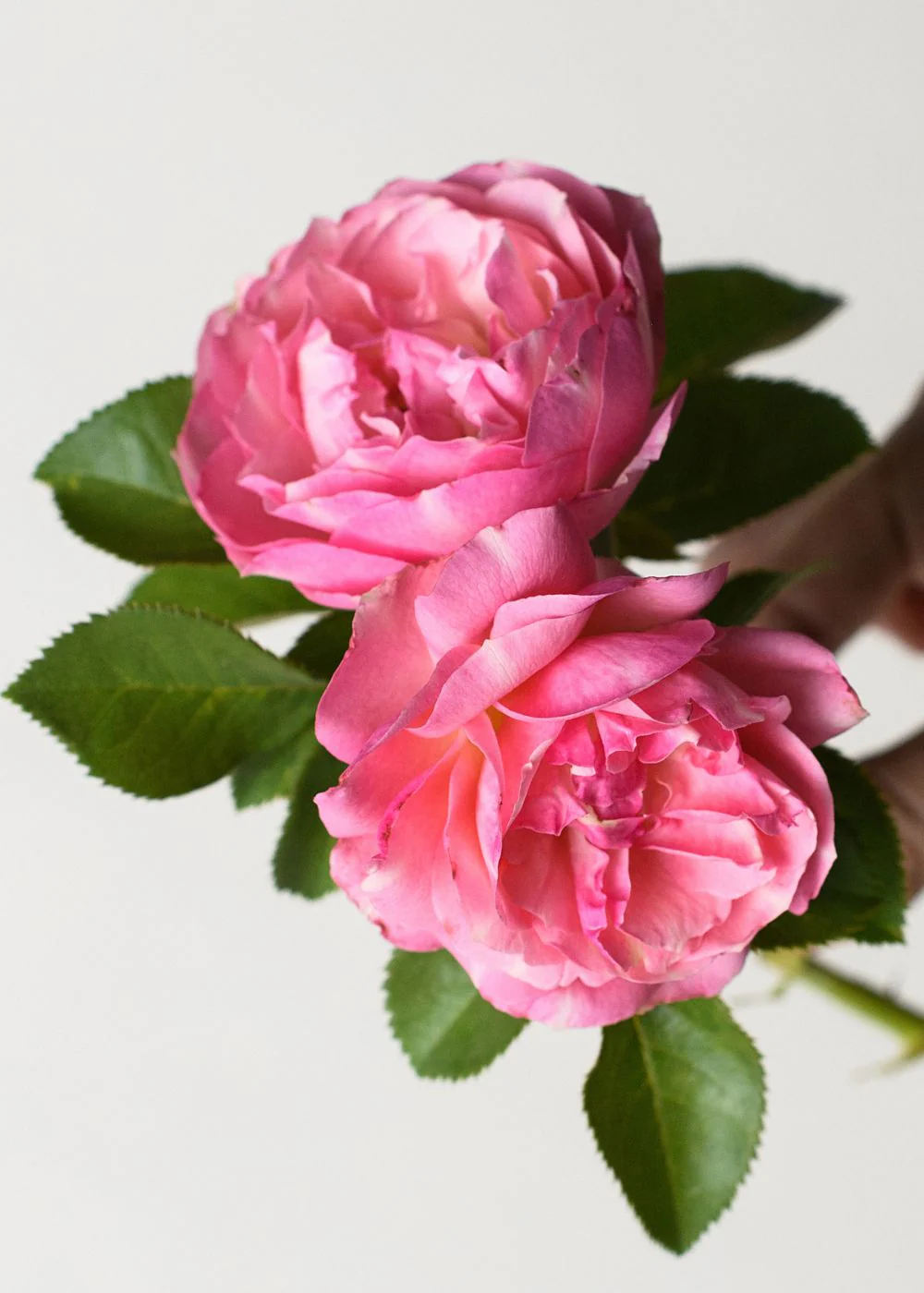 All Dressed Up™ Rose Bare Root (Archived)