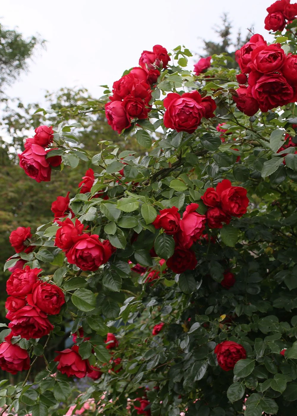 Arborose® Florentina™ Climbing Rose Potted (Archived)