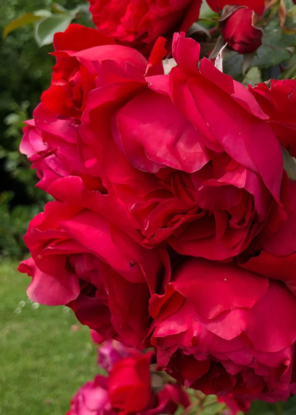 Arborose® Florentina™ Climbing Rose Potted (Archived) - Image 2
