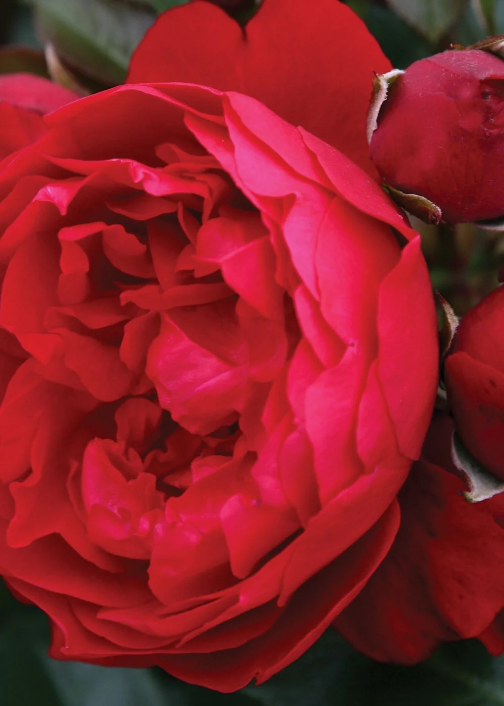 Arborose® Florentina™ Climbing Rose Potted (Archived) - Image 3
