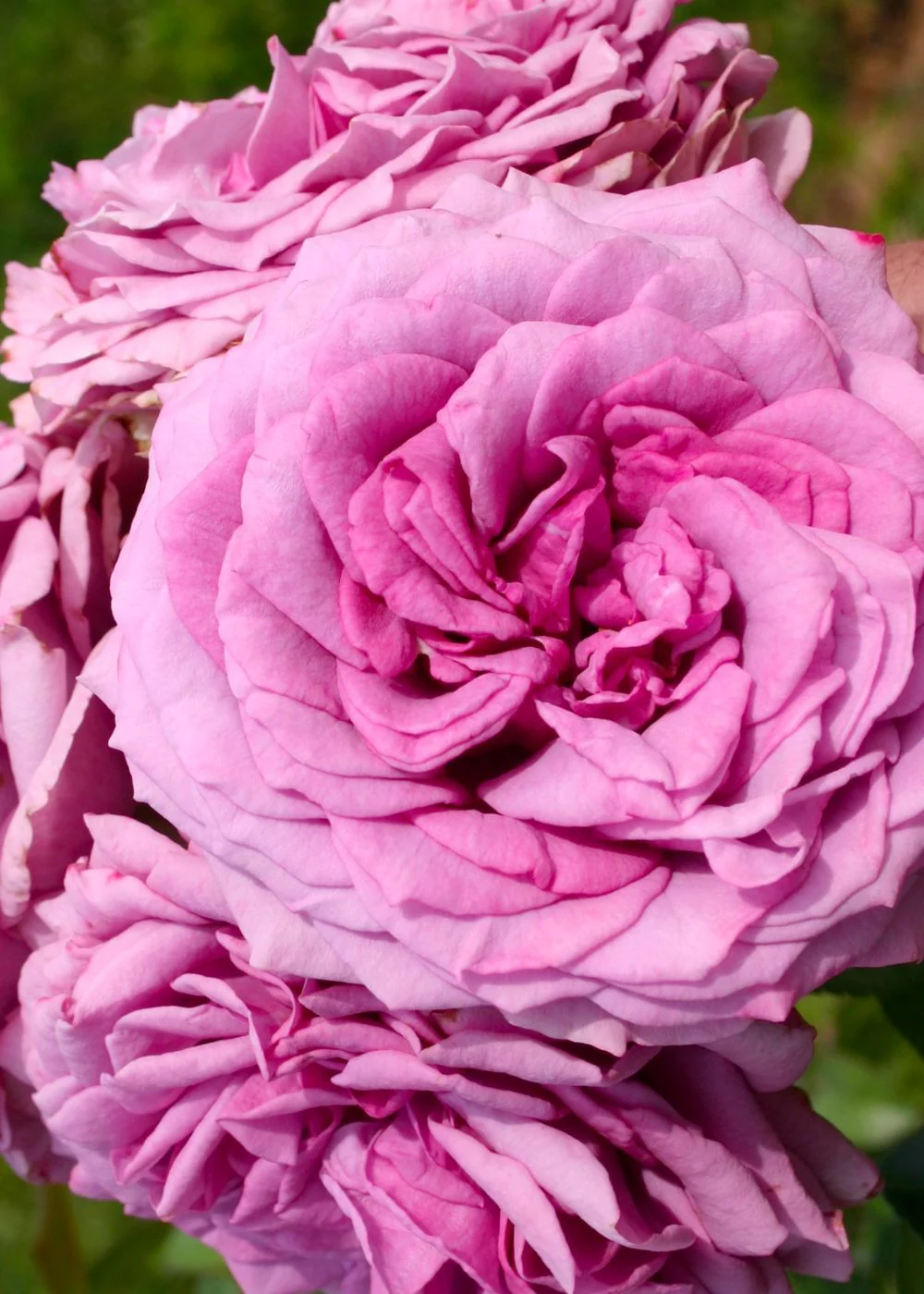 Arborose® Quicksilver™ Climbing Rose Bare Root (Archived) - Image 3