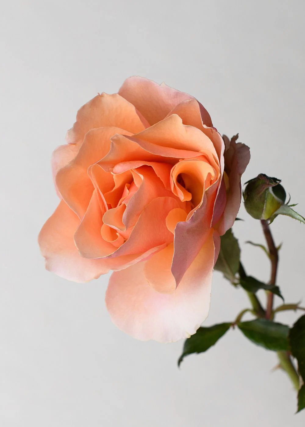 Brandy™ Rose Bare Root (Archived)