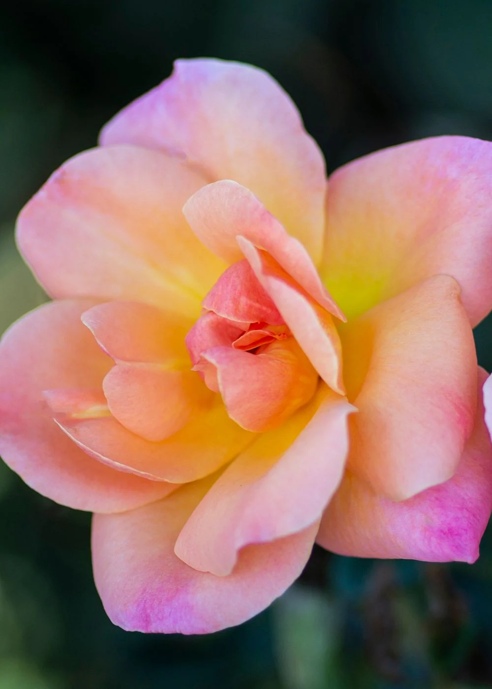 Bright And Shiny™ Rose Bare Root (Archived)