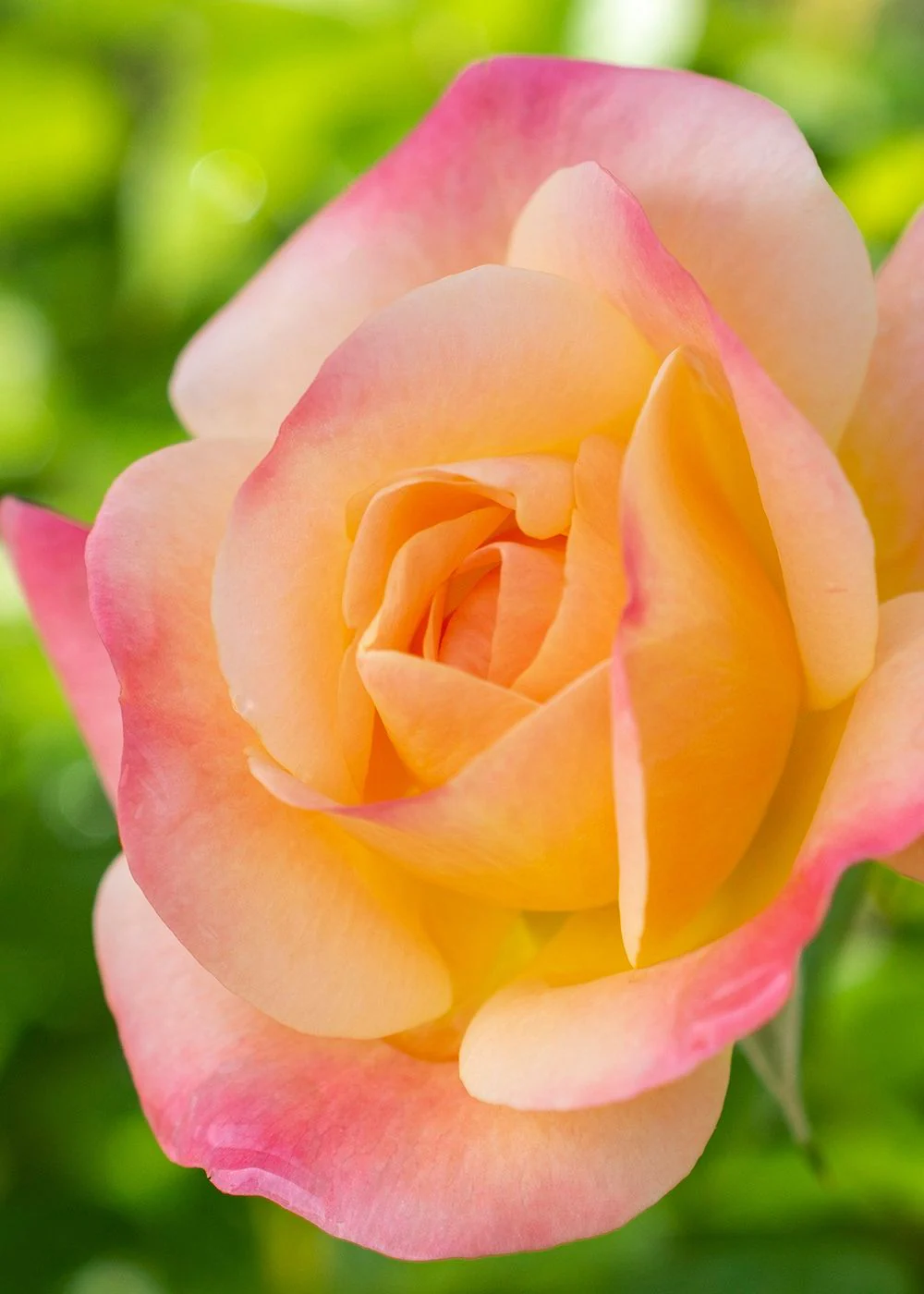 Bright And Shiny™ Rose Bare Root (Archived) - Image 2