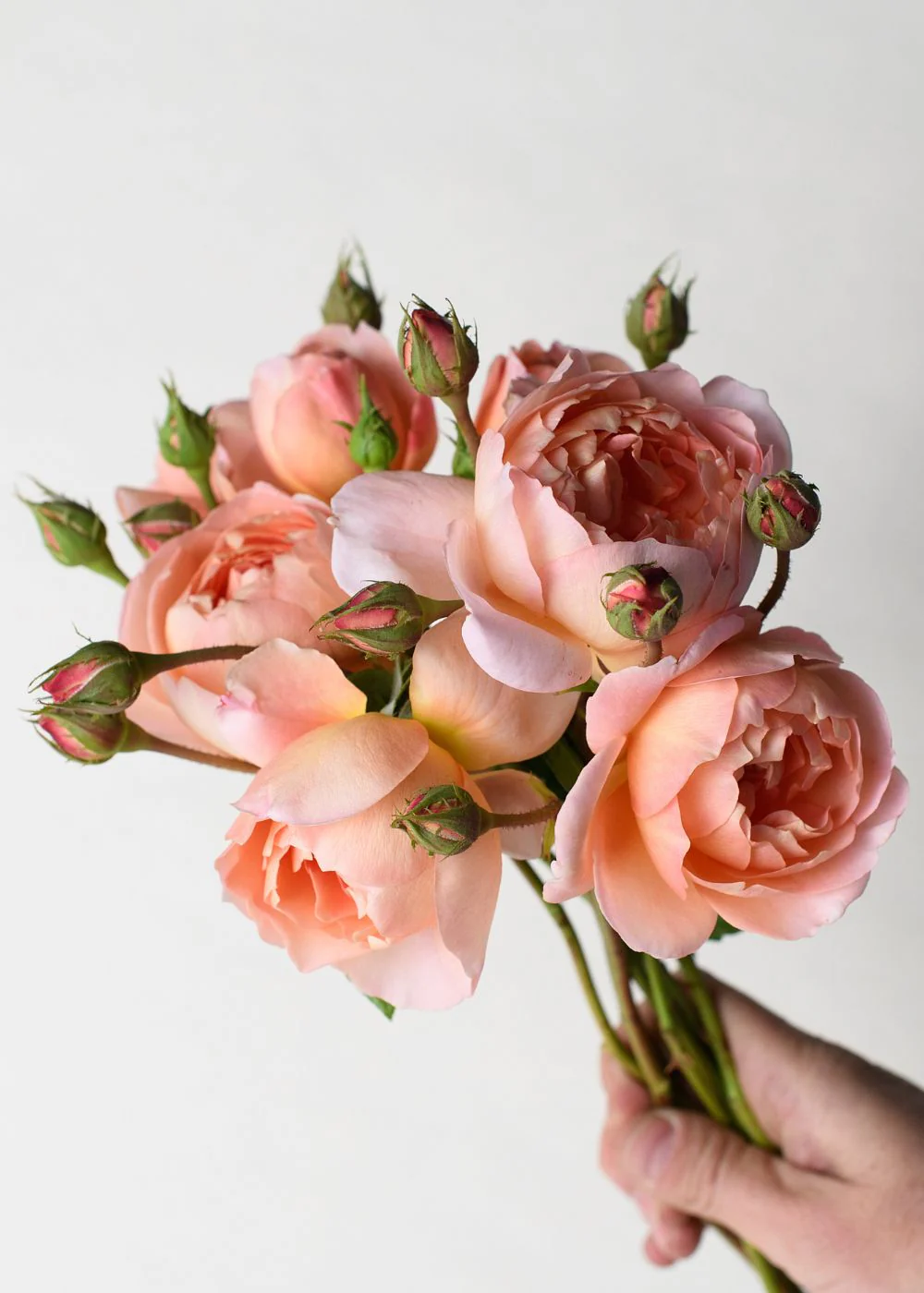 Carding Mill® Potted Tree Rose (Archived)