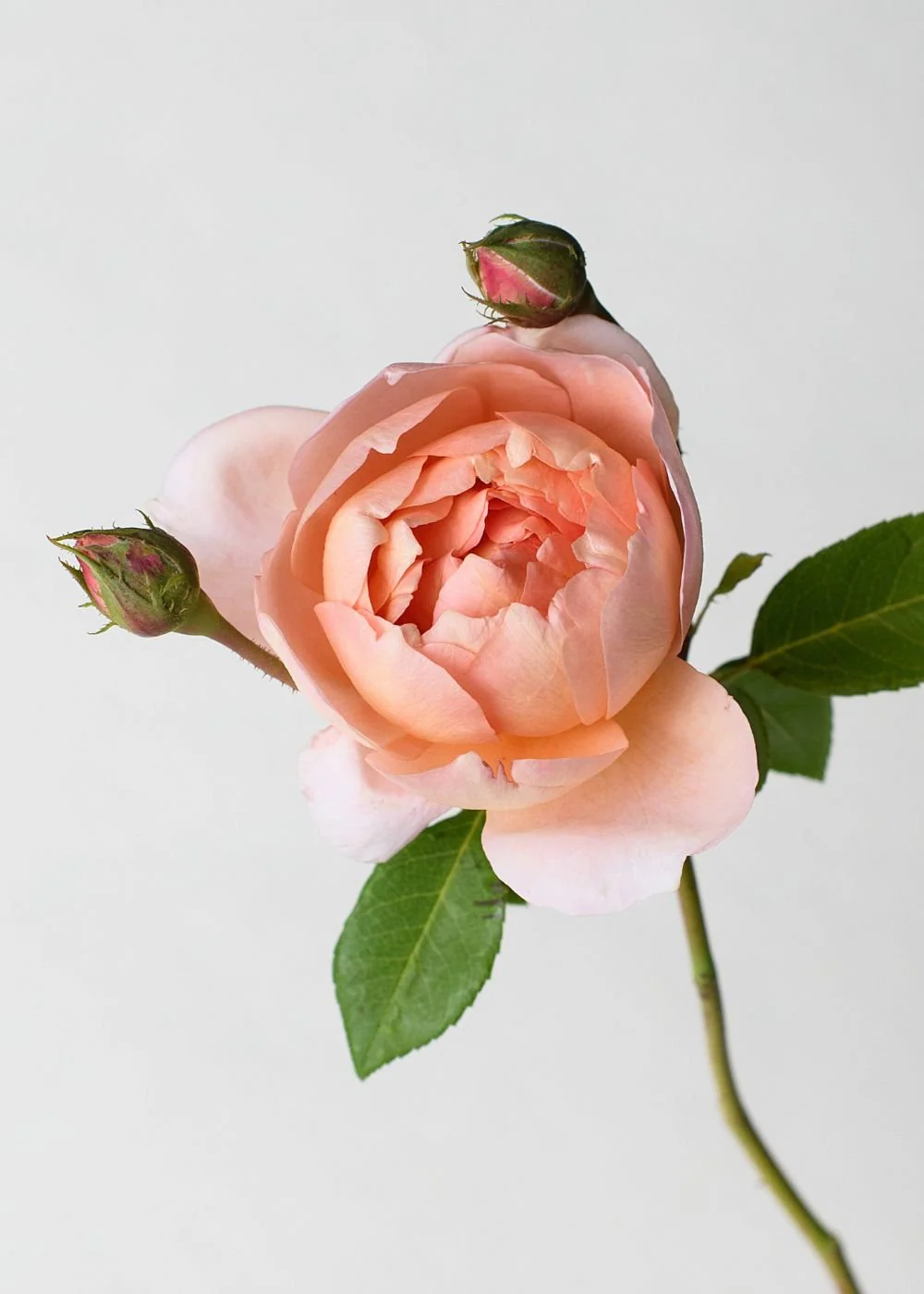 Carding Mill® Potted Tree Rose (Archived) - Image 2