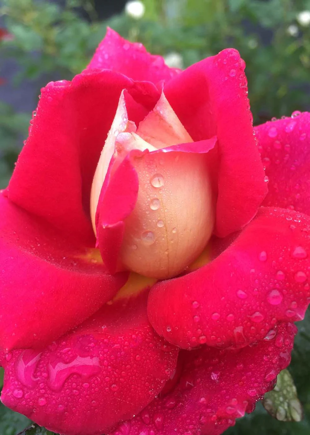 Cherries & Champagne™ Bare Root Rose (Archived)