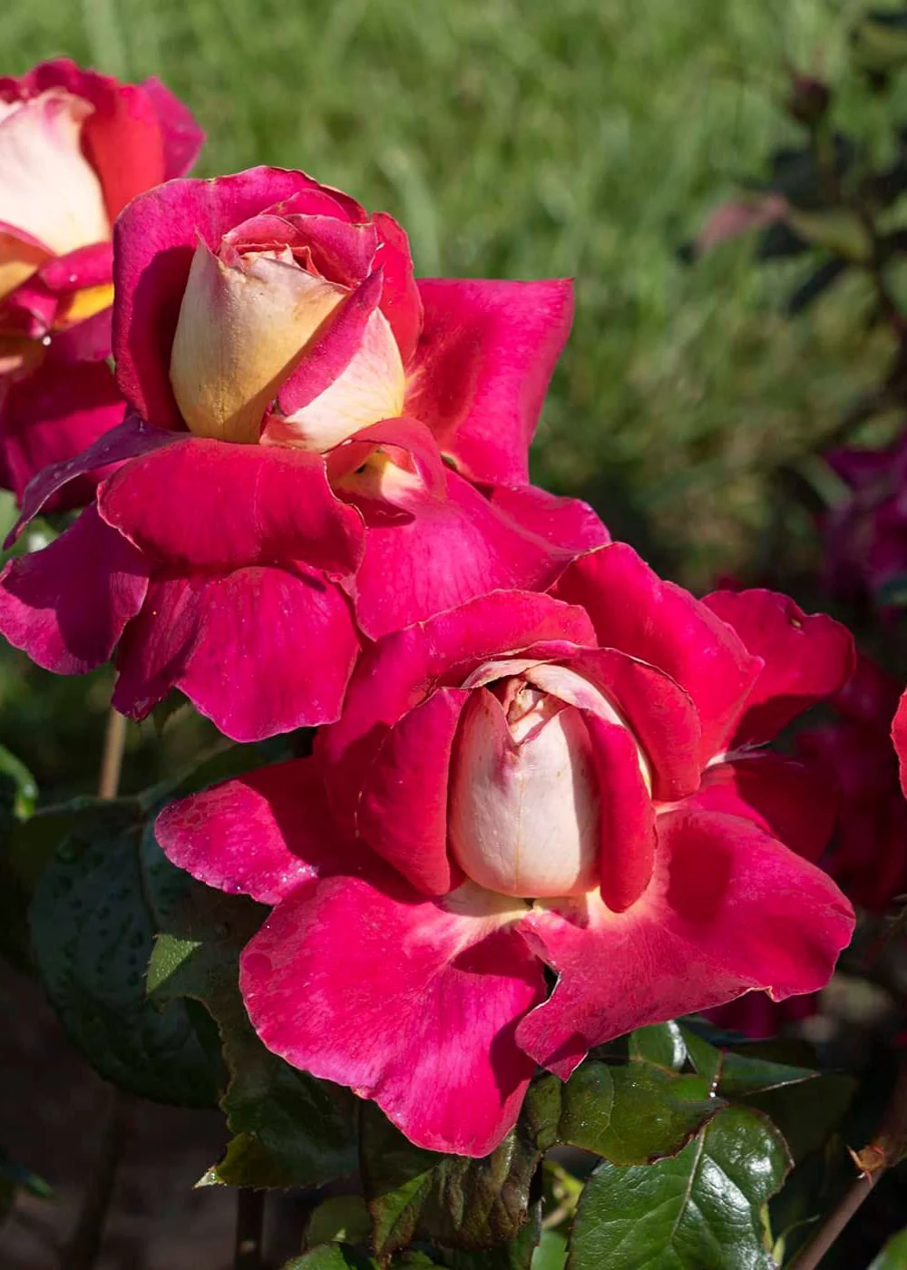 Cherries & Champagne™ Bare Root Rose (Archived) - Image 2