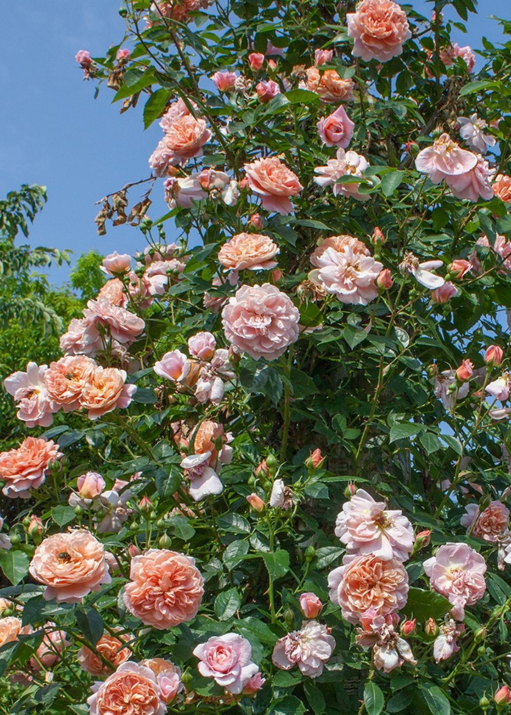 Colette™ Climbing Rose Potted - Image 3
