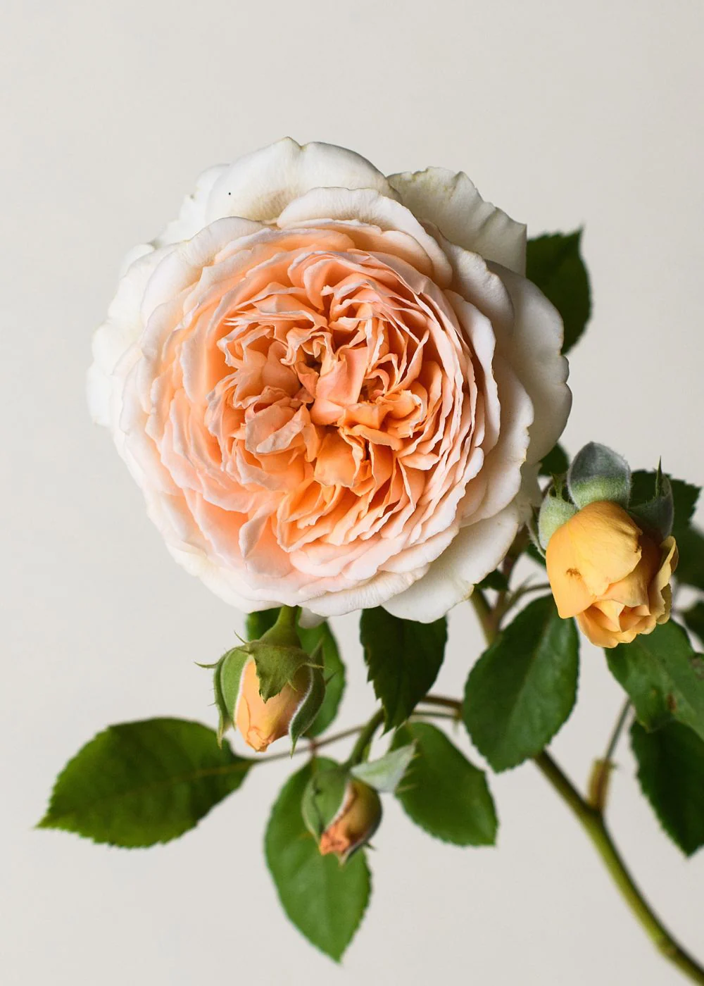 Crown Princess Margareta® Climbing Rose Bare Root - Image 2