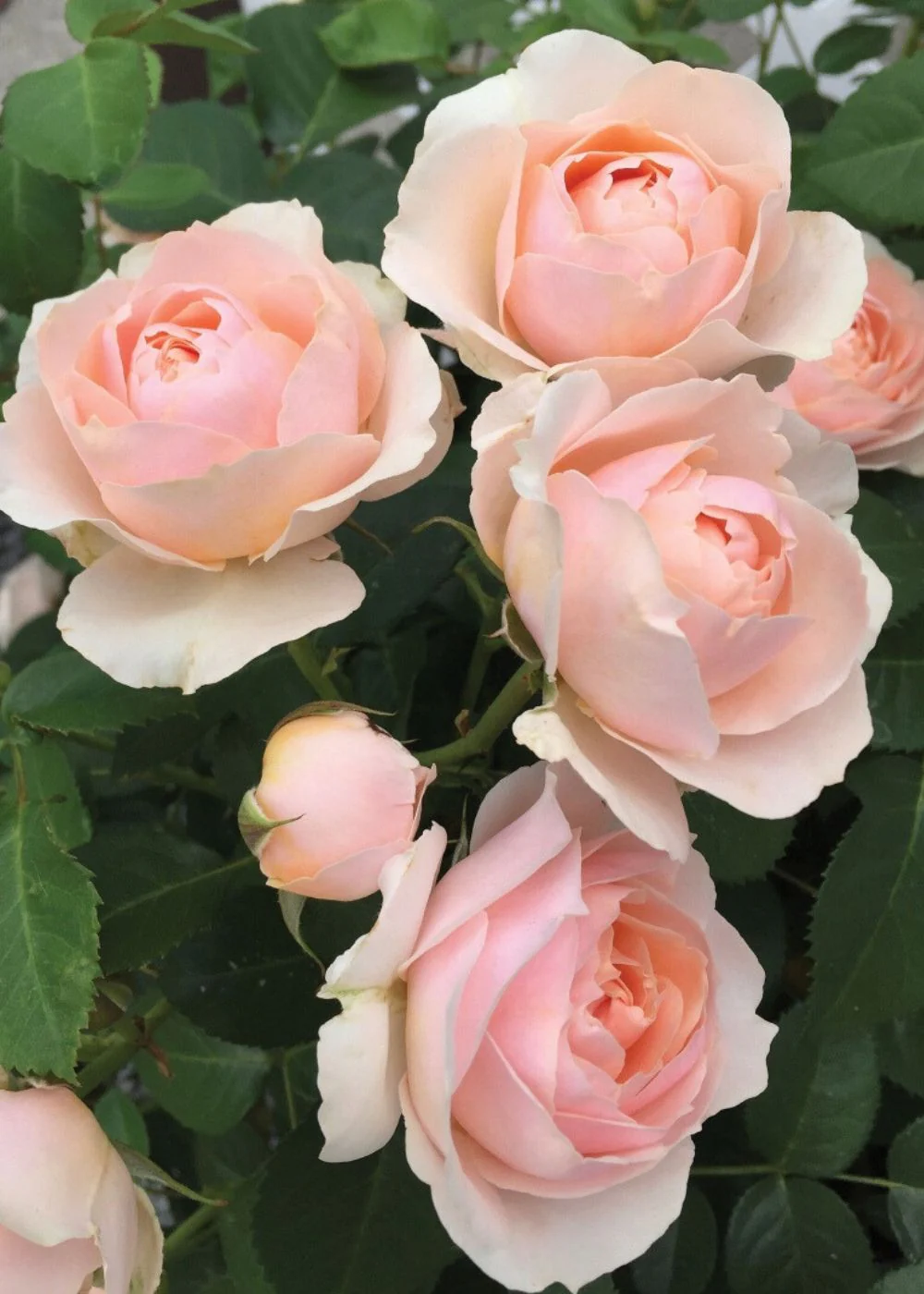 Dylan Rose Potted