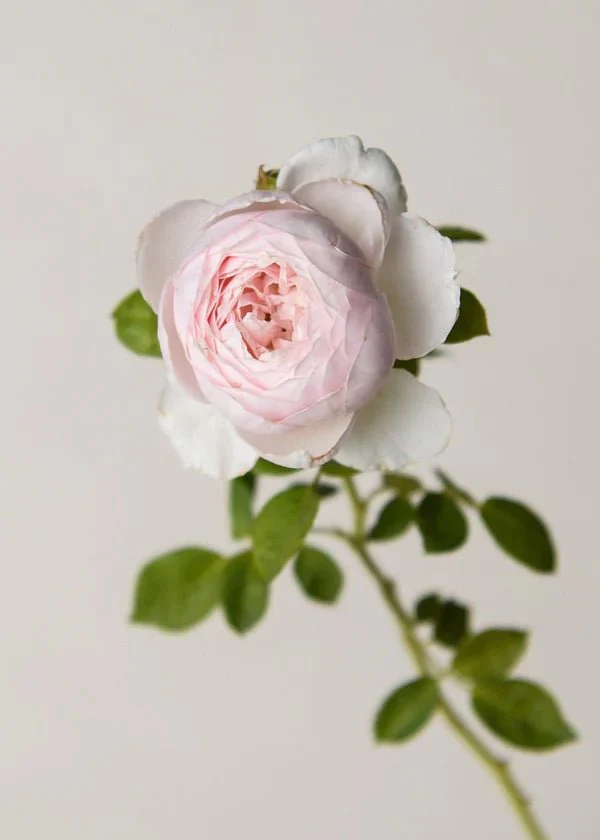 Earth Angel™ Parfuma® Rose Potted (Archived) - Image 3