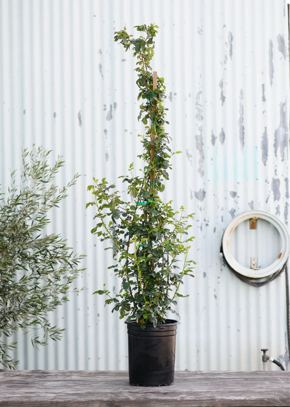 Eden Climber® Rose Potted - Image 3