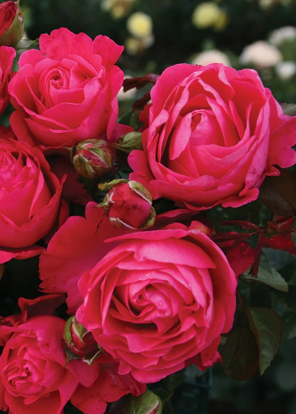Eleganza® Fiji™ Rose Bare Root (Archived) - Image 2