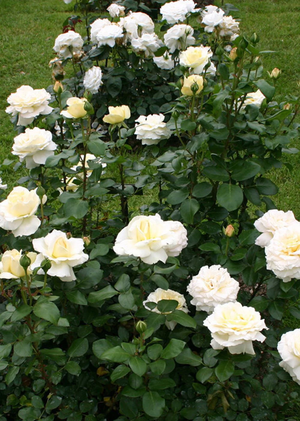 Eleganza® La Perla™ Rose Potted - Image 2