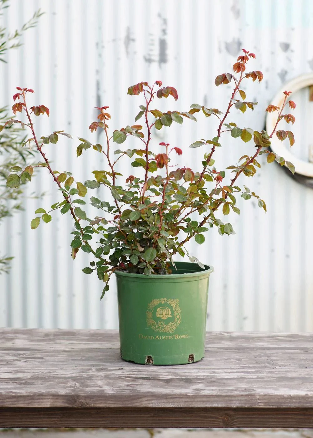 Elizabeth® Rose Potted (Archived)
