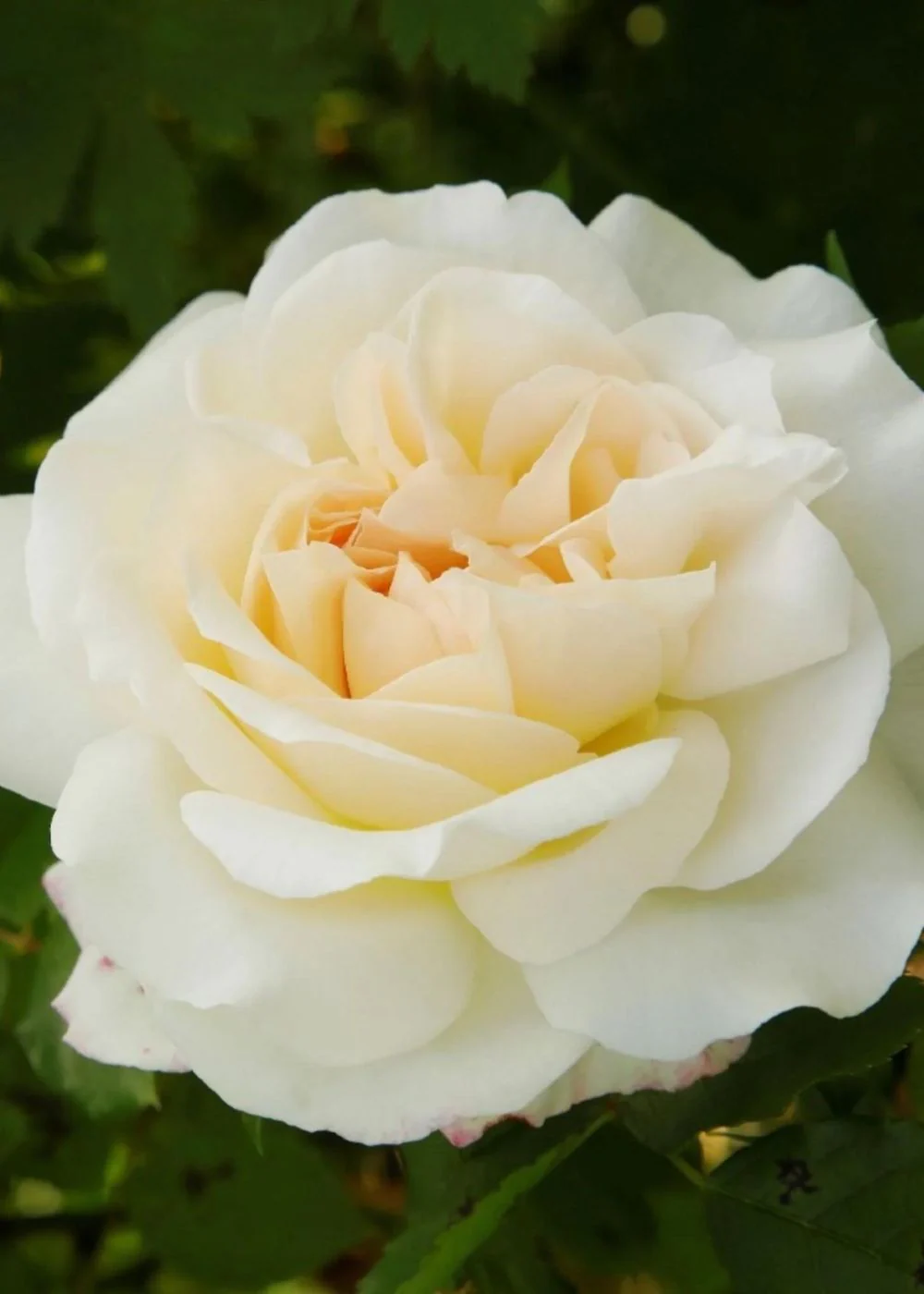 Potted Roses: Best For Cutting