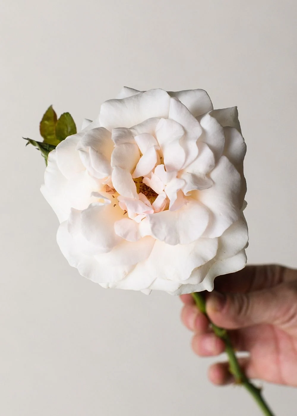 Francis Meilland® Rose Bare Root (Archived) - Image 3