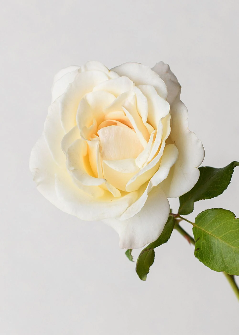 French Lace Rose Potted - Image 4