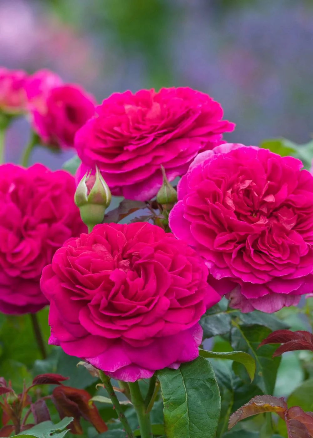 Gabriel Oak™ Rose Bare Root