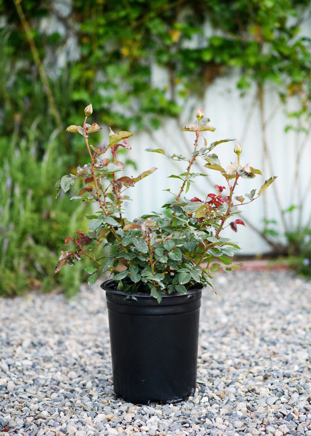 Honey Dijon™ Rose Potted (Archived) - Image 4
