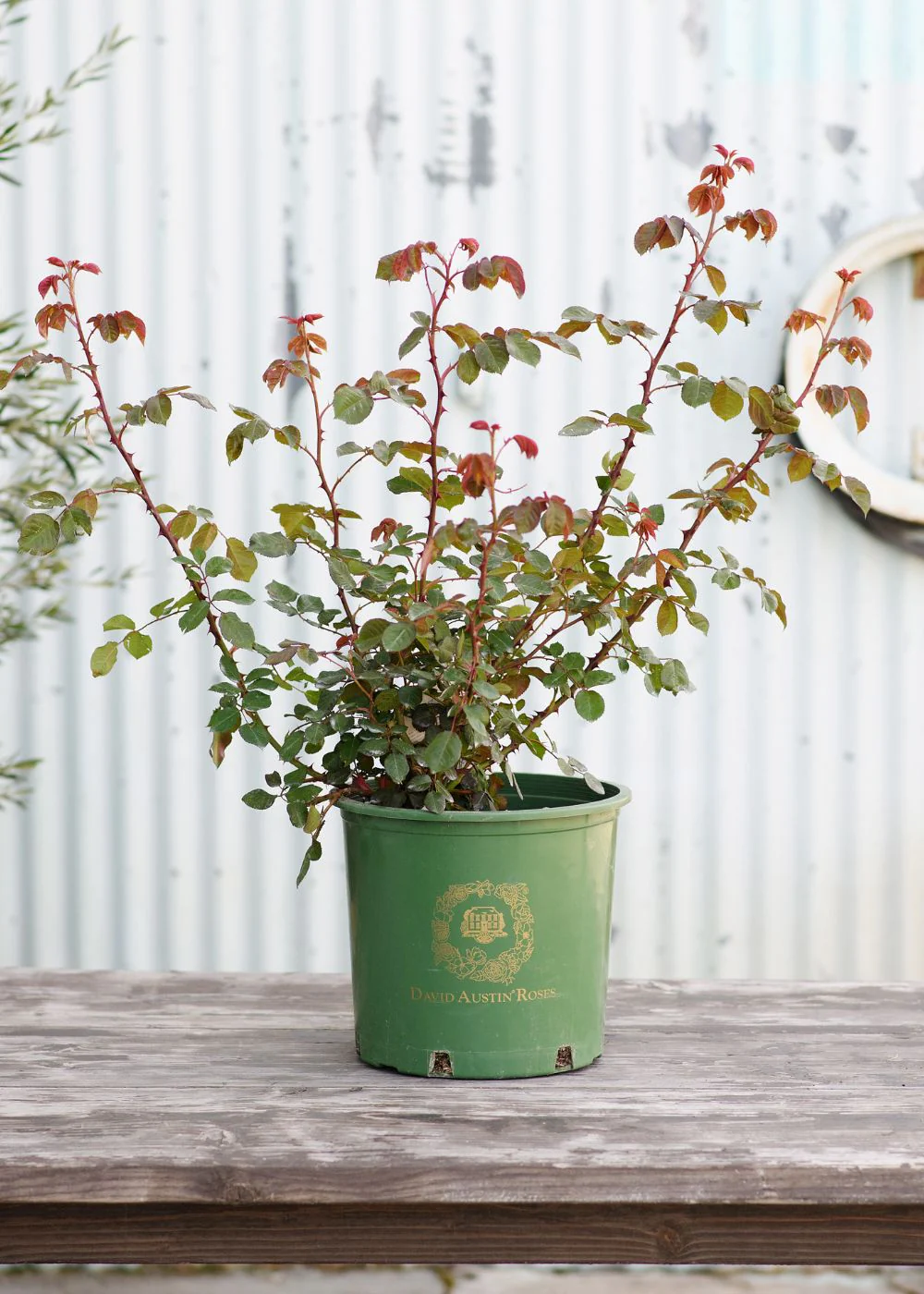 James L. Austin Rose Potted - Image 3