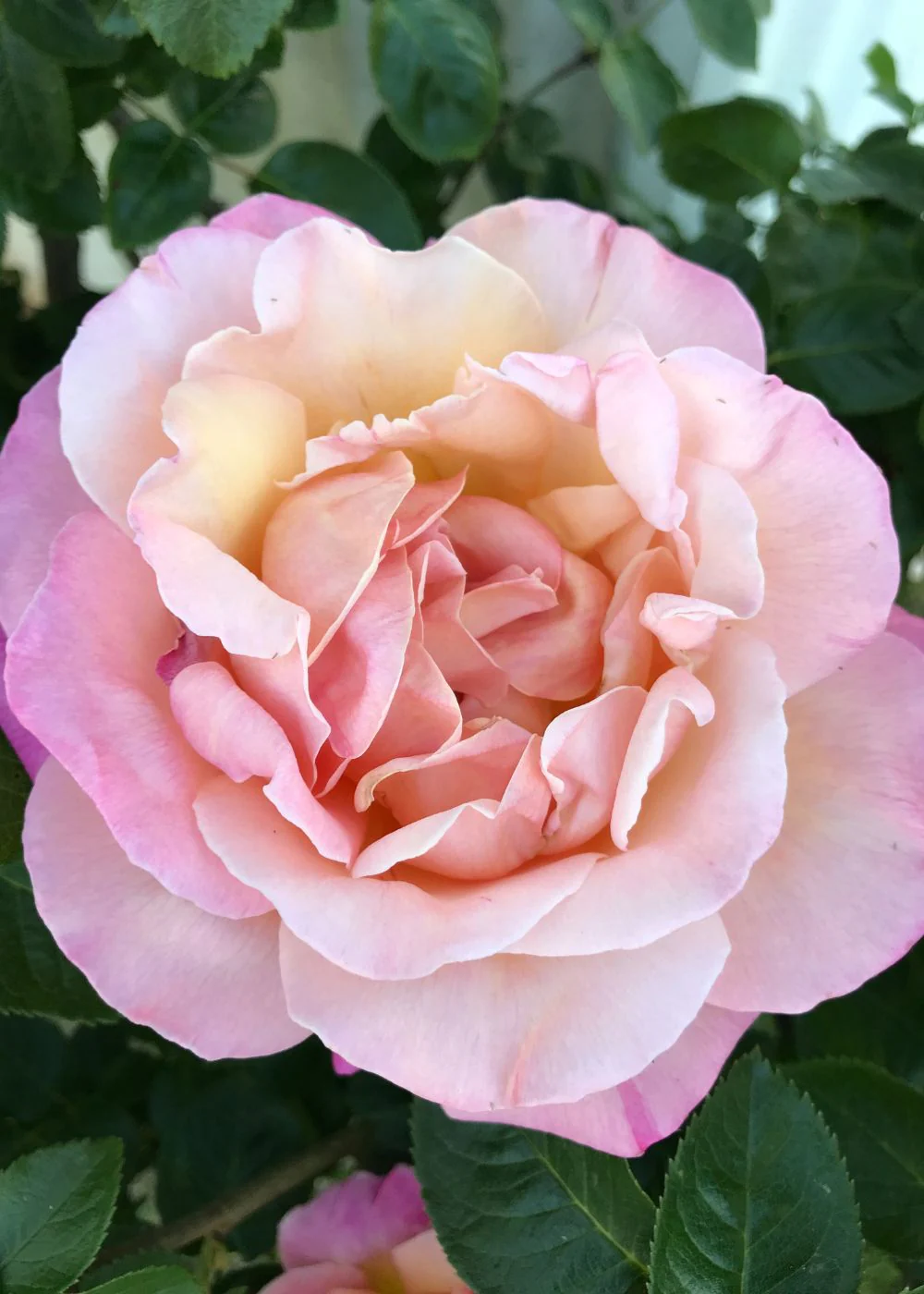 Joseph's Coat Climbing Rose Bare Root (Archived) - Image 3