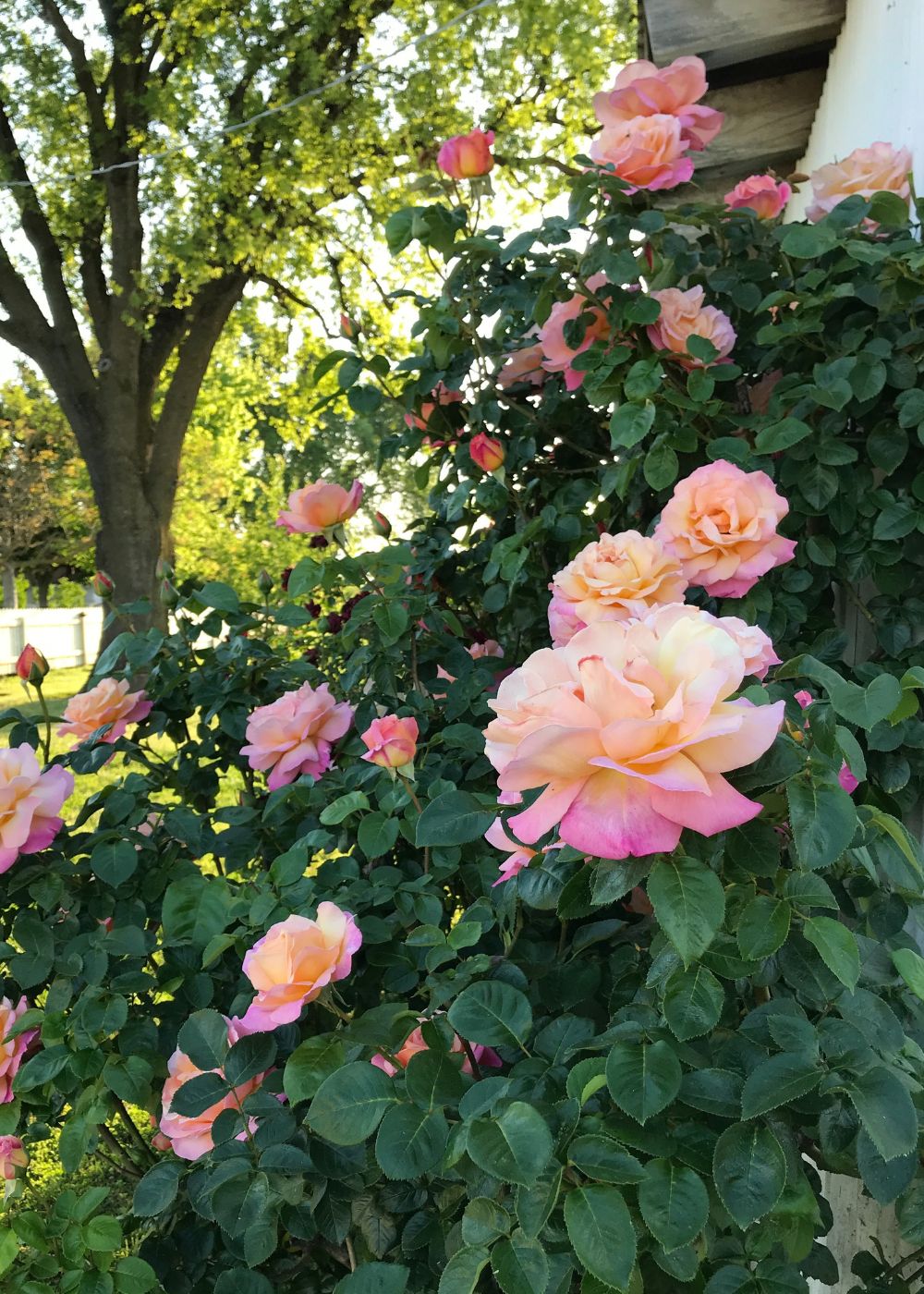 Joseph's Coat Climbing Rose Bare Root (Archived) - Image 4