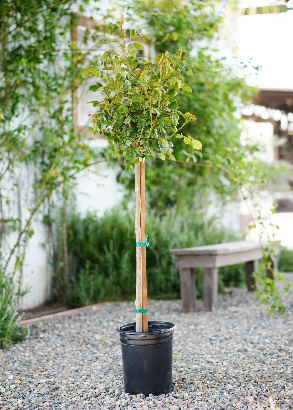 Just Joey Potted Tree Rose - Image 3