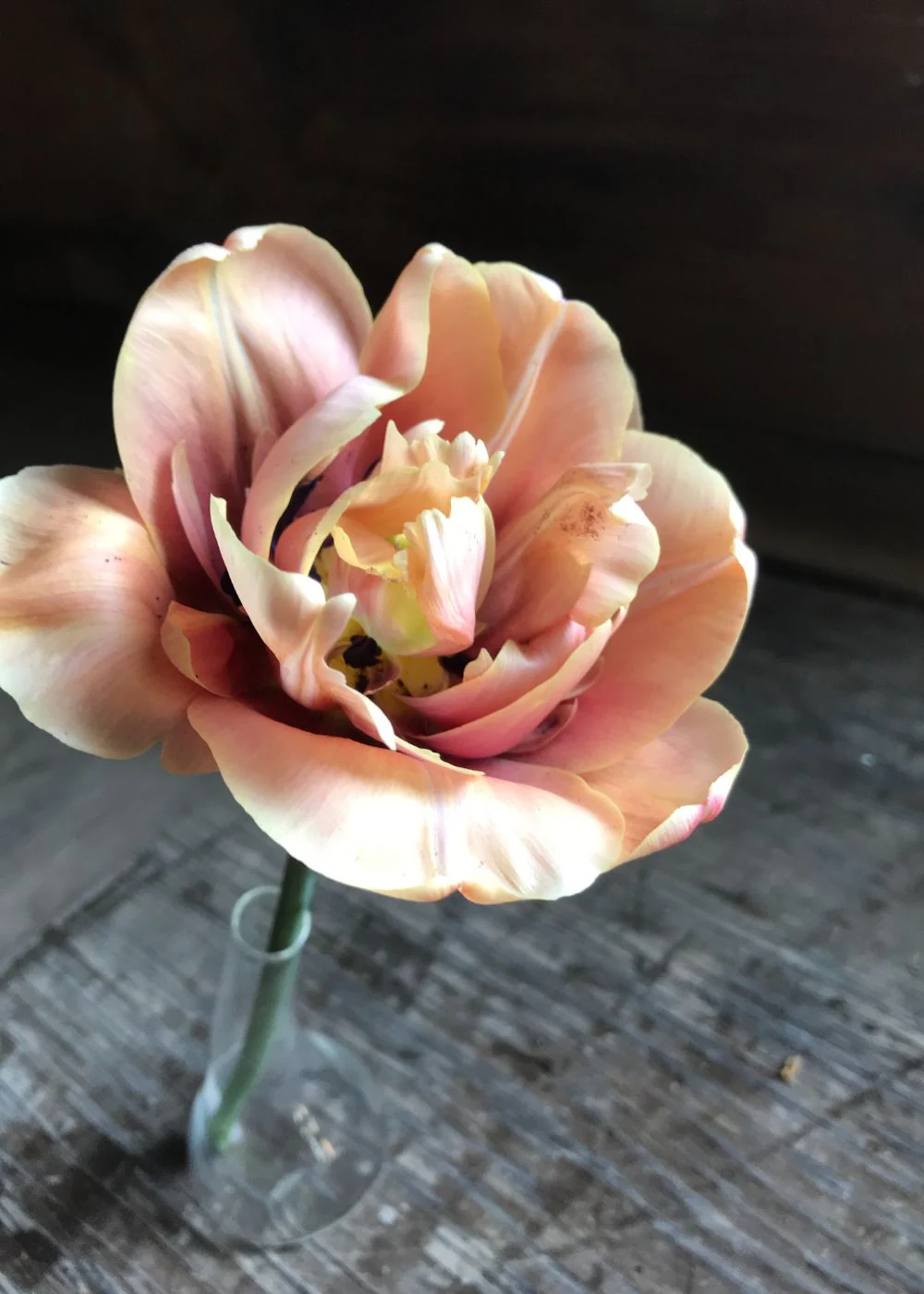 Pre-Cooled La Belle Epoque Tulip Bulbs - Image 10