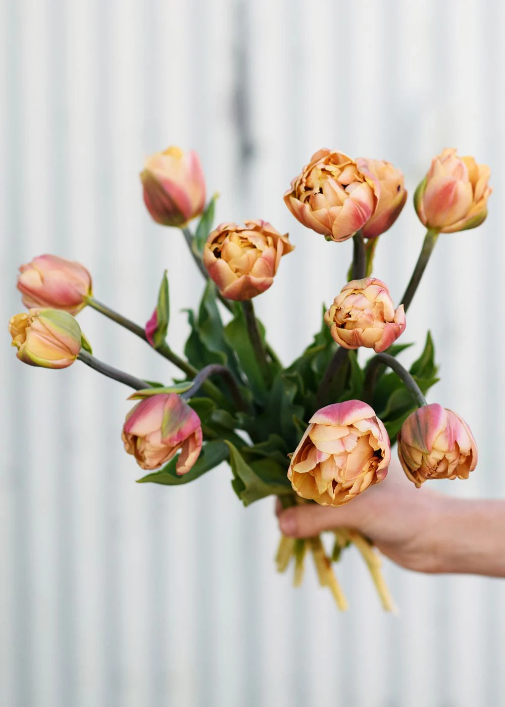 Pre-Cooled La Belle Epoque Tulip Bulbs - Image 4