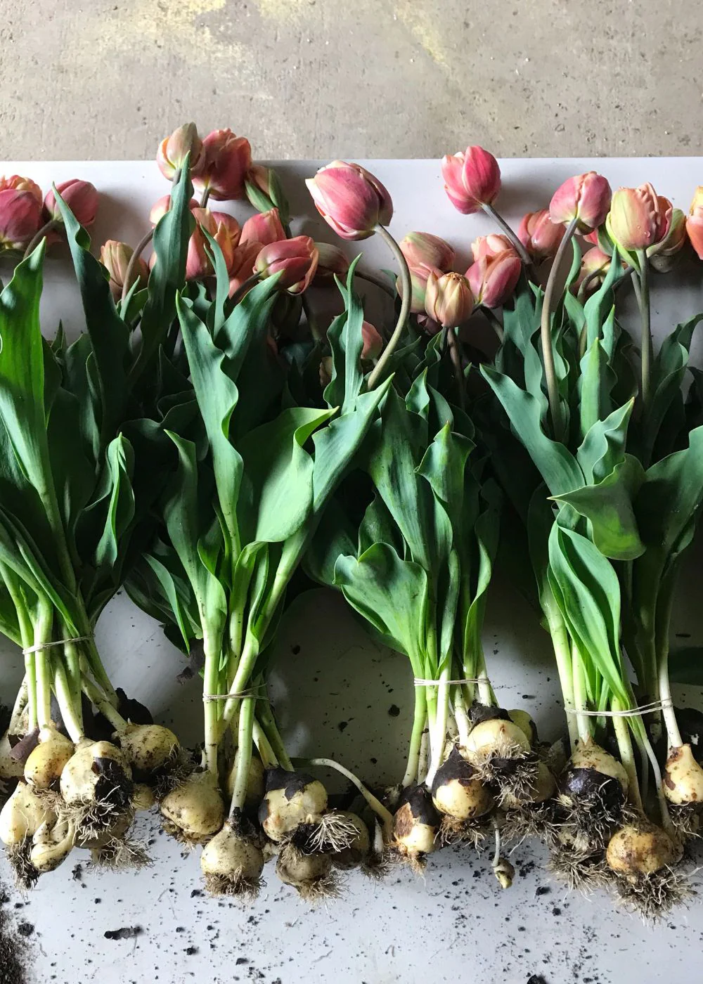 Pre-Cooled La Belle Epoque Tulip Bulbs - Image 6