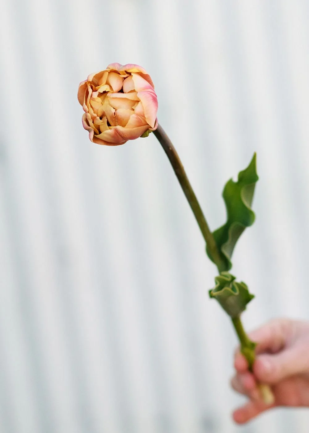 Pre-Cooled La Belle Epoque Tulip Bulbs - Image 7