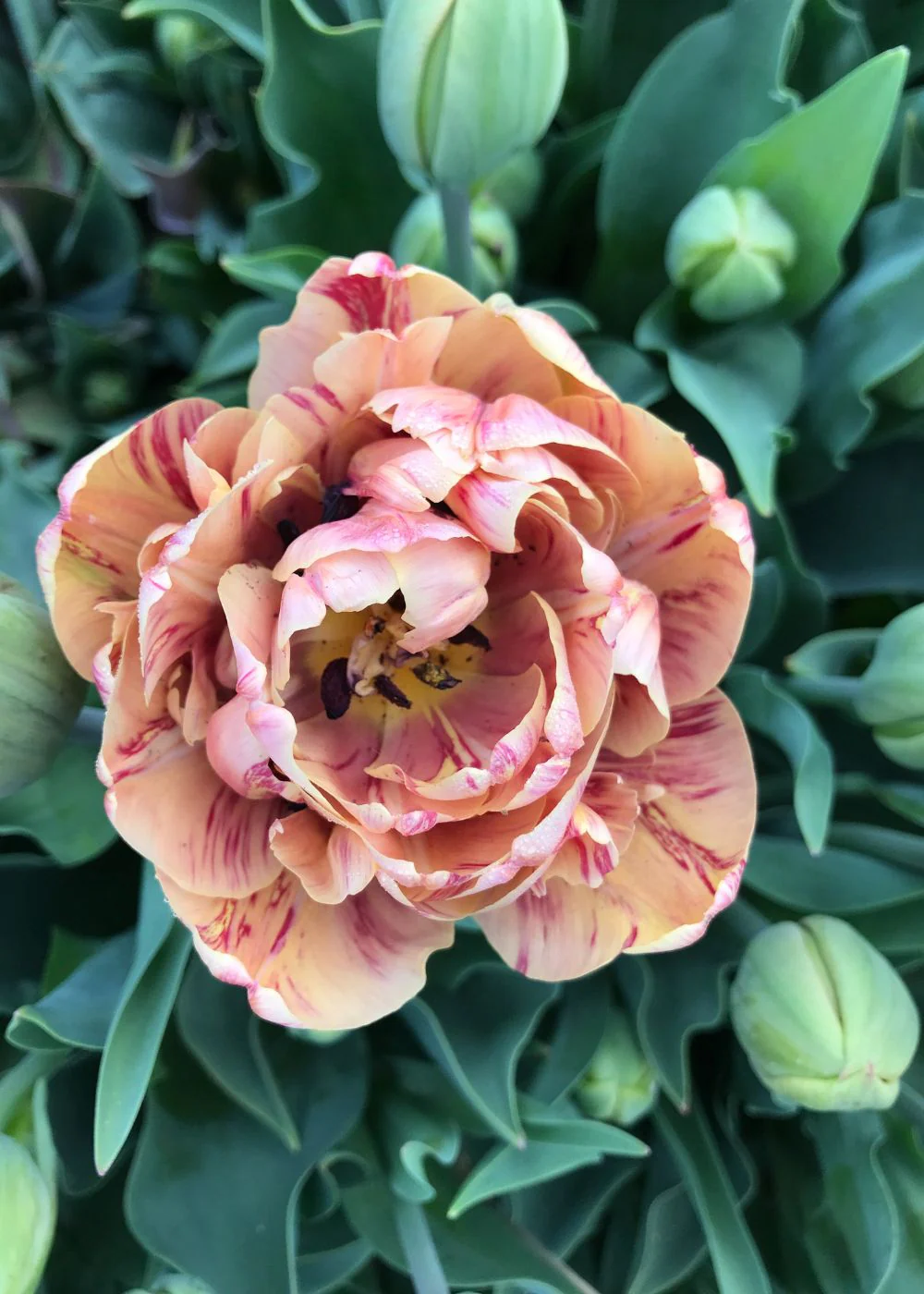 Pre-Cooled La Belle Epoque Tulip Bulbs - Image 8