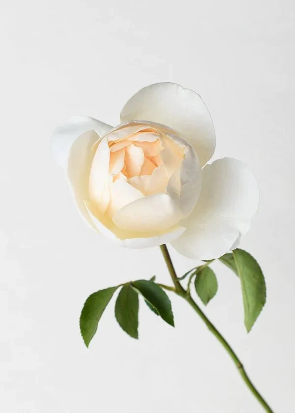 Lichfield Angel Rose Potted (Archived) - Image 3