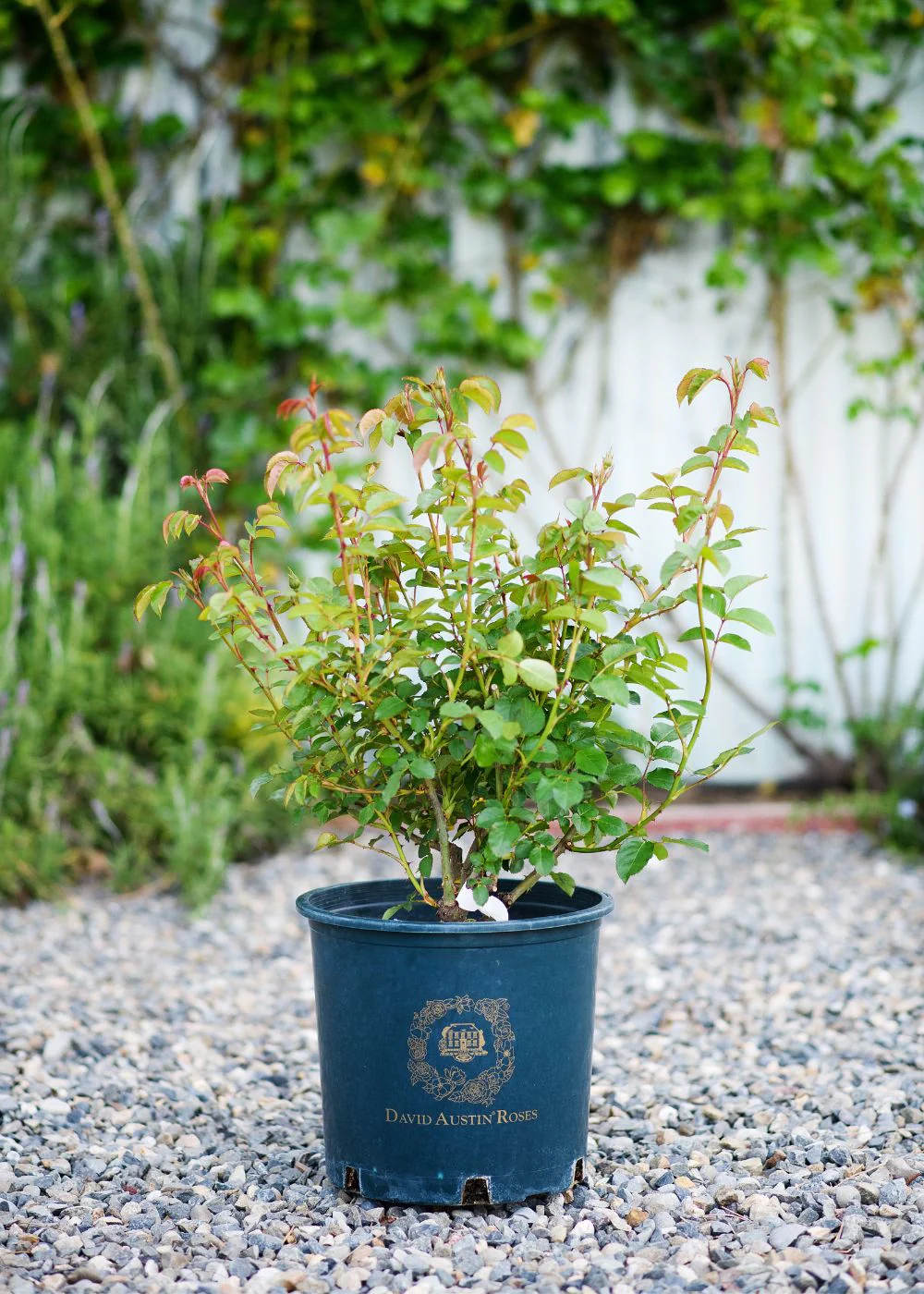 Lichfield Angel Rose Potted (Archived) - Image 5