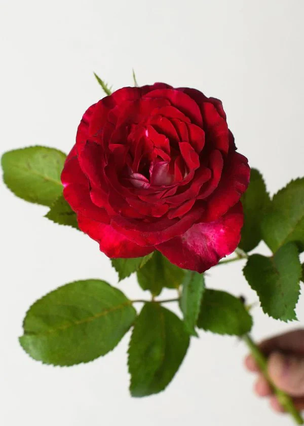 Love At First Sight™ Rose Potted (Archived) - Image 2