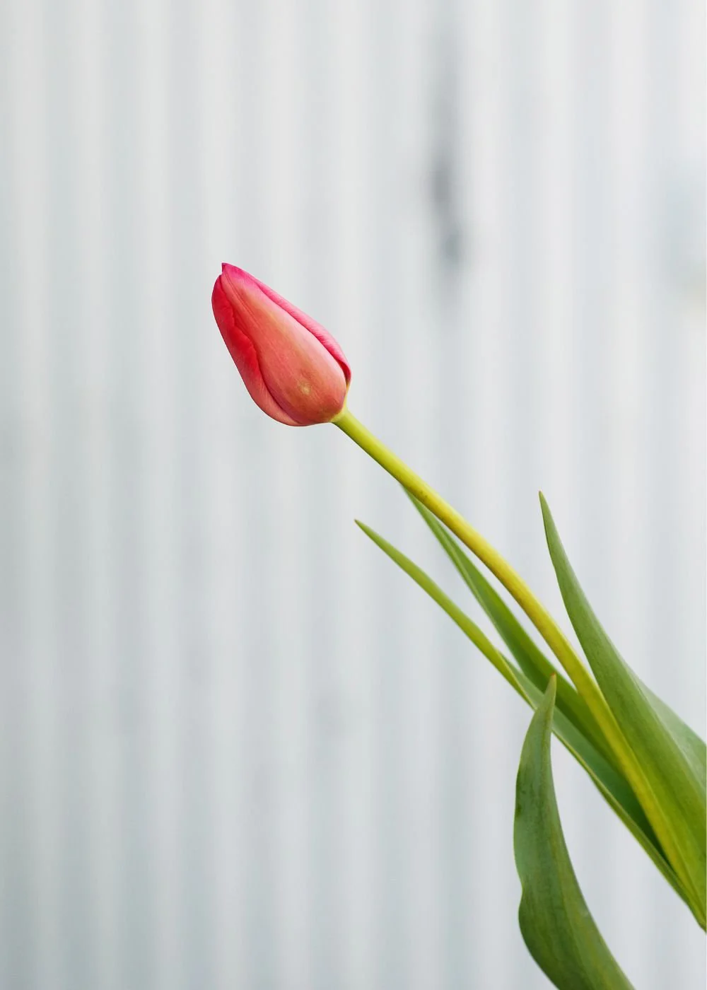 Pre-Cooled Menton Tulip Bulbs - Image 4