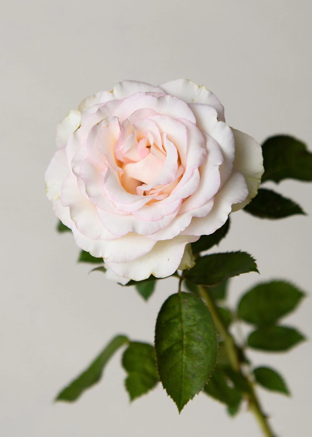 Moonstone™ Rose Bare Root - Image 3