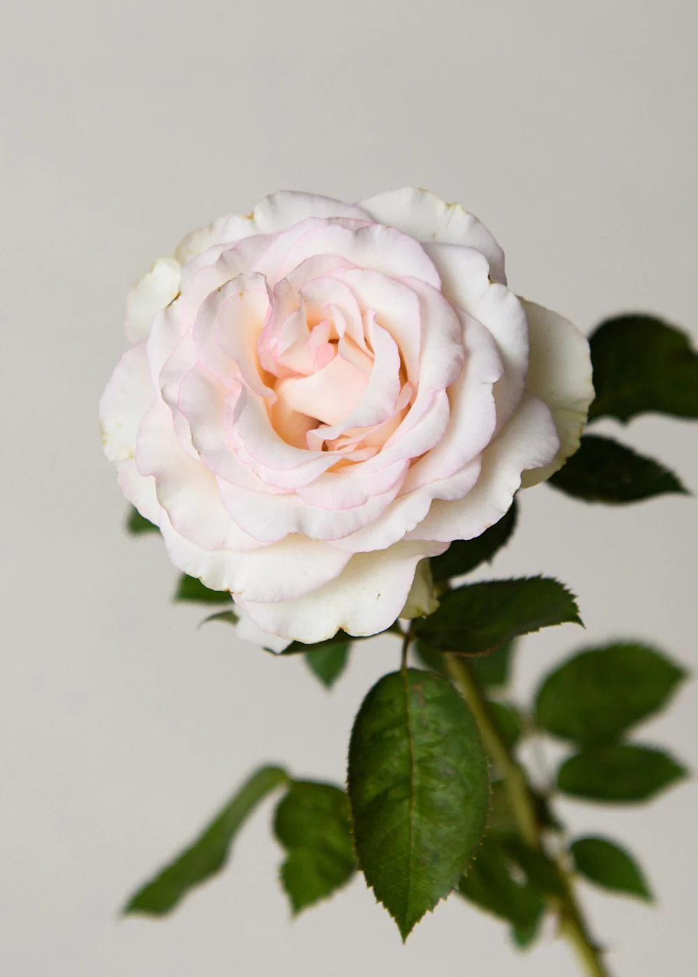 Moonstone™ Rose Potted - Image 2