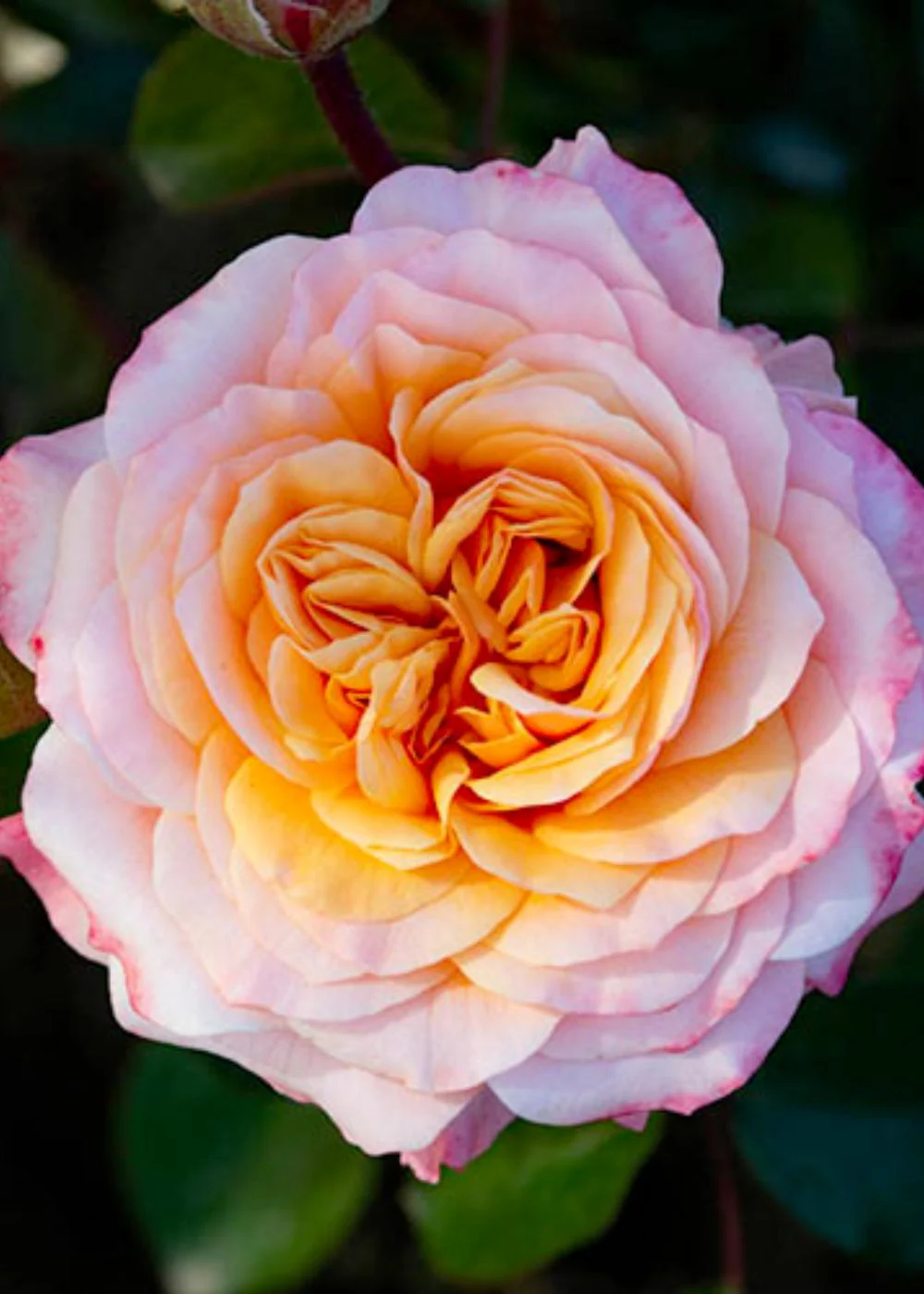 Morning Glow™ Rose Potted