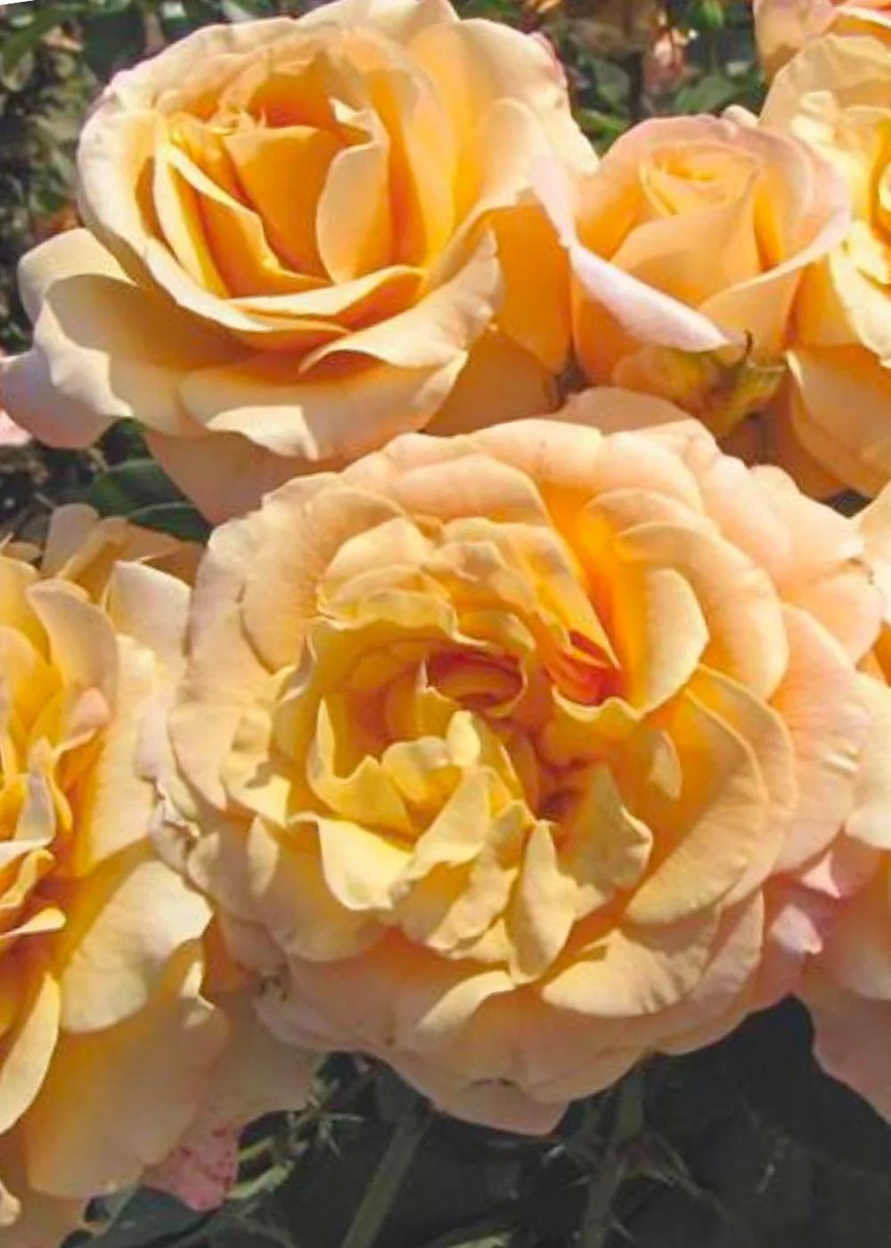 Morning Glow™ Rose Potted - Image 2