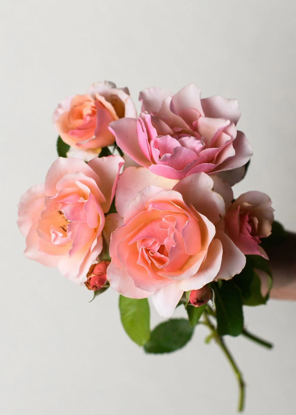 Mother of Pearl® Rose Bare Root (Archived)