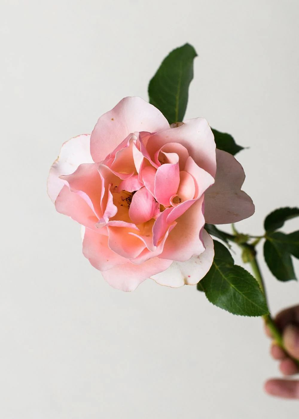 Mother of Pearl® Rose Bare Root (Archived) - Image 2
