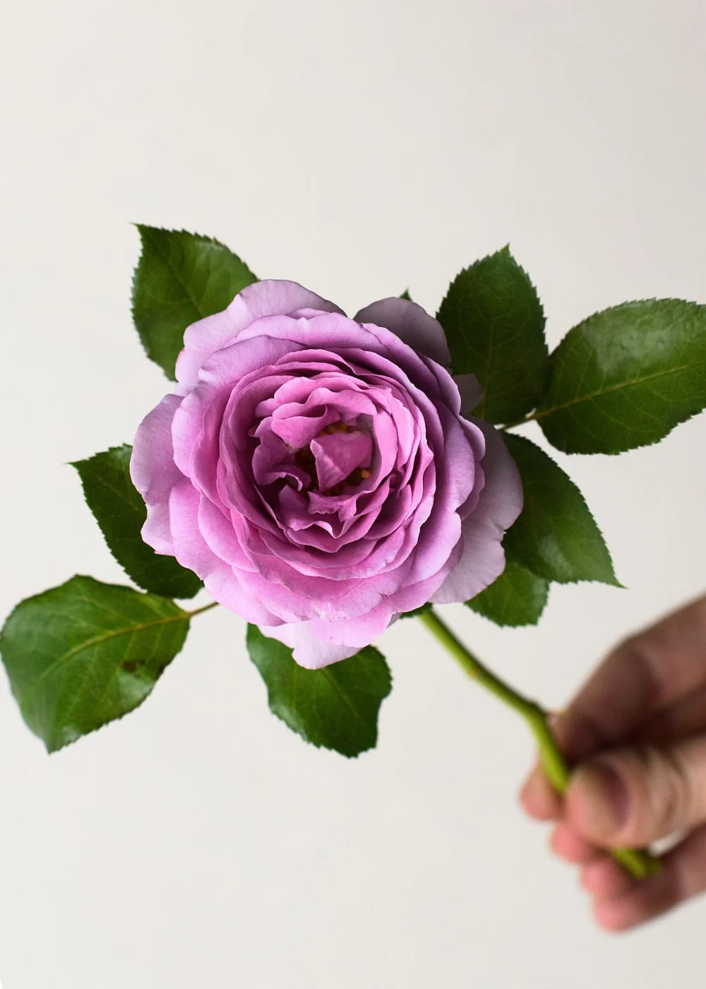 Nicole Carol Miller Rose Potted (Archived) - Image 2
