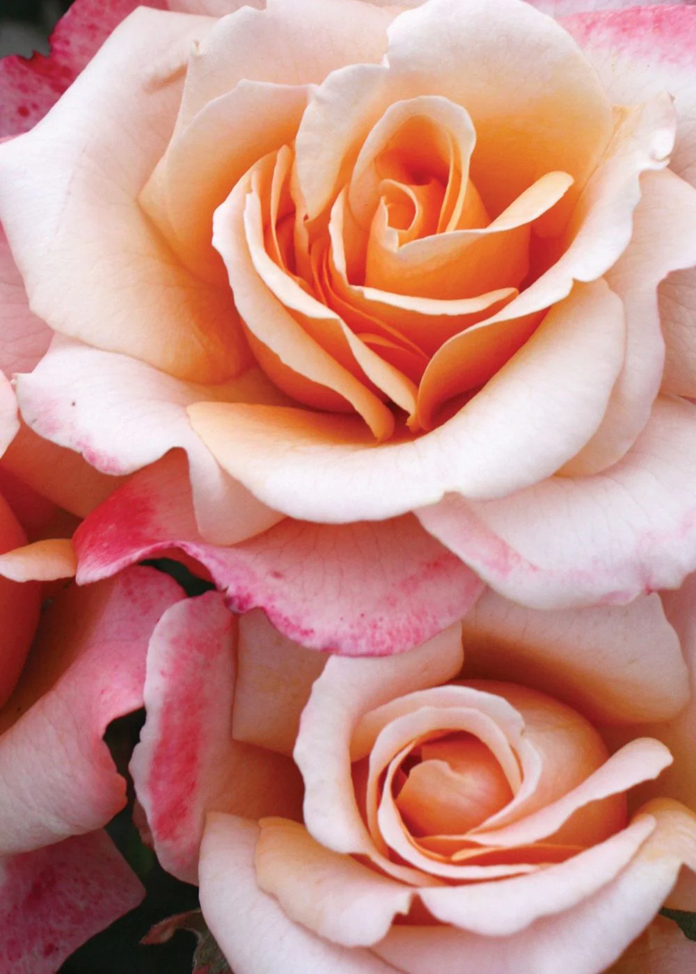 Oh Happy Day™ Eleganza® Rose Potted