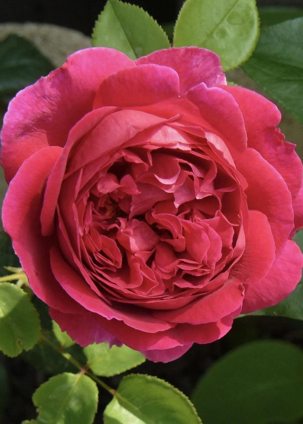 Othello Rose Potted (Archived)