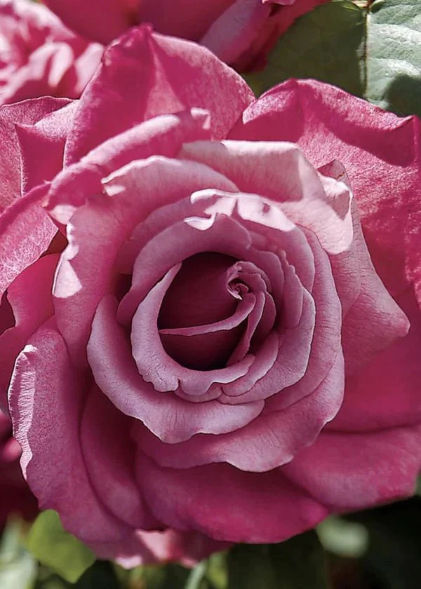 Perfume Factory™ Rose Potted (Archived)