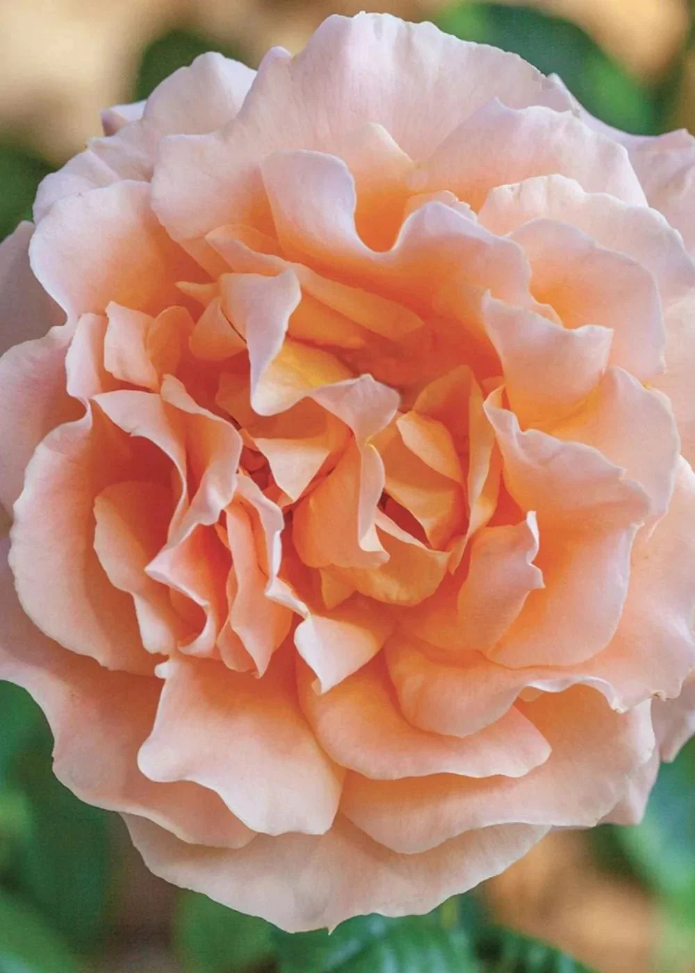 Polka™ Climbing Rose Potted (Archived)