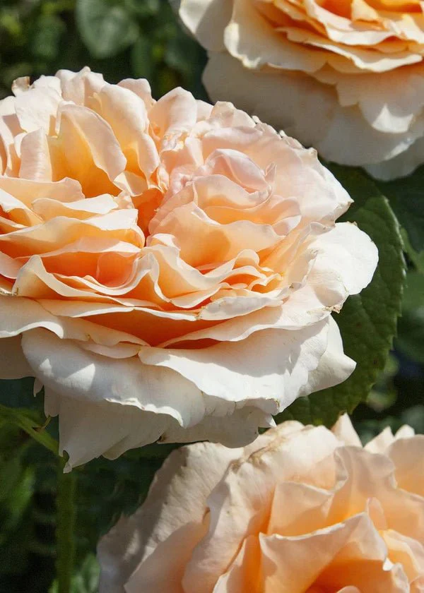 Polka™ Climbing Rose Potted (Archived) - Image 2
